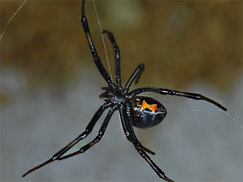 When a poisonous spider bites, first aid may consist in cauterizing the damaged area on the skin with an extinct match.