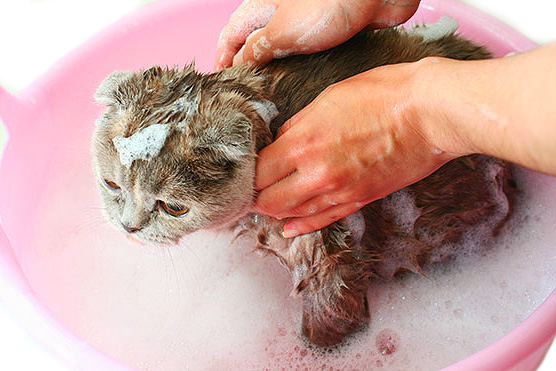 Insekticid shampoo hjälper till att förstöra lopporna redan på djuret