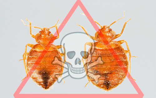 When choosing the best remedy for bedbugs, one should pay attention not only to its effectiveness, but also to the safety of its use, lack of odor, economy and other important parameters.