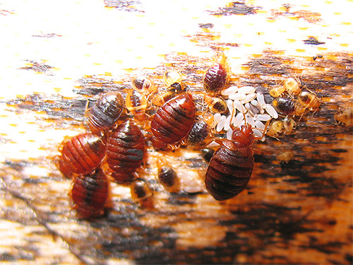The wrong approach - the desire to get rid of bedbugs in the house at any cost, even at the cost of their own health.