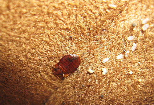 Some drugs for bedbugs have an ovicidal effect