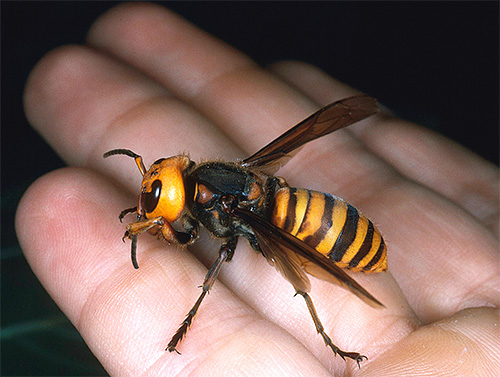 Find out the details of one of the most dangerous insects in the world - the Asian hornet Vespa Mandarinia