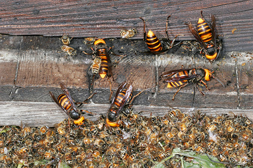 Asian hornets easily destroy entire families of European honeybees