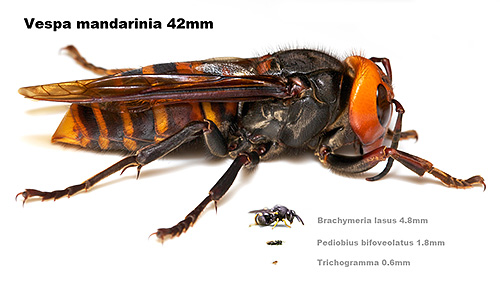 In Asian countries, the hornet Vespa Mandarinia is called a sparrow bee for its large size.