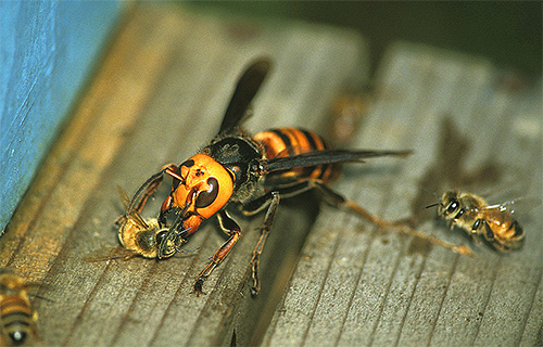 Giant Asian Hornet - A Serious Threat to Beekeepers