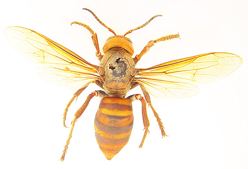 Also, the hornet Vespa Mandarinia differs from the usual more pronounced stripes on the abdomen