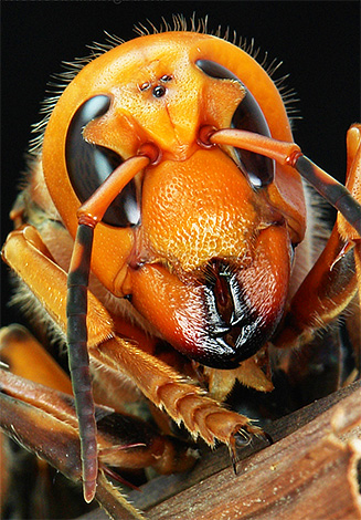 In the photo you can clearly see three additional eyes on the head of an insect.