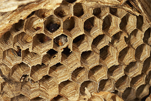Giant Asian hornets build their nests from chewed pieces of bark