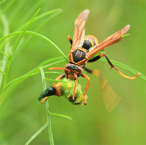 The hornet takes small insects to its nest for feeding the larvae.