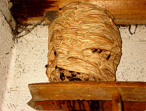 Hornet nest from a distance looks like a large cocoon.