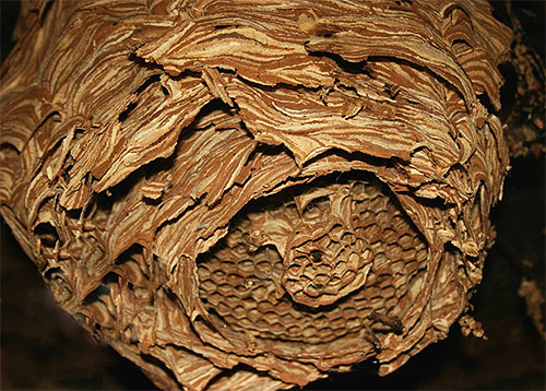 Hornets usually build their nest from chewed tree bark