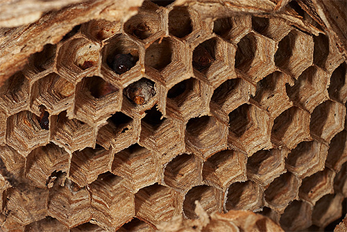 Hornets Nest Hornets