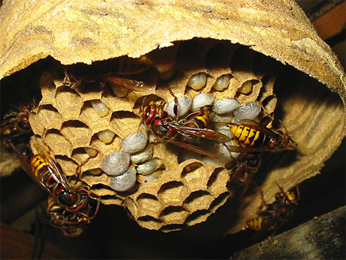In the honeycombs of the nest whitish maturing larvae of hornets are visible.