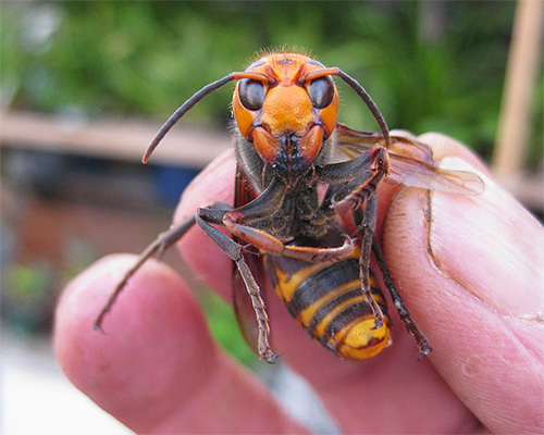 The photo shows one of the largest and most dangerous hornets - the giant Asian