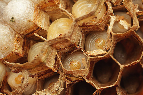 Hornettlarver finns i kammen, där vuxna insekter ger mat åt dem.