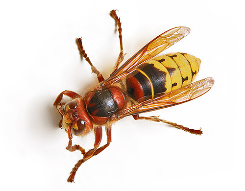 Hornet vanliga är bekant för trädgårdsmästarna i den europeiska delen av Ryssland