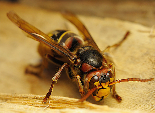 In the photo you can see the look of the hornet in detail, and even 3 extra eyes on his head