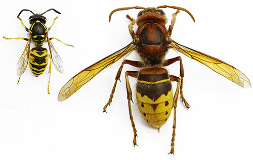 Även om hornetsna är likartade utseende på hantlarna, är de väsentligt olika i storlek.