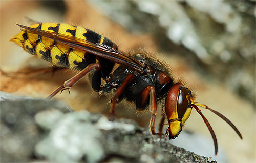 For the hornet, as well as for the wasp, is characterized by a narrow bridge between the chest and abdomen.