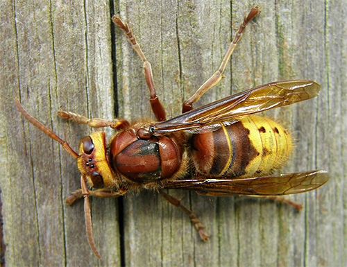 It looks like an ordinary (European) hornet