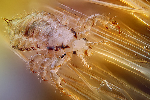 Lice can be placed directly on the skin or on the hair.