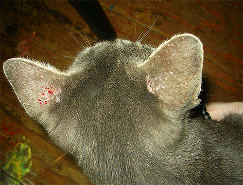 The photo shows the scratching on the ears of a cat, caused by lice bites.