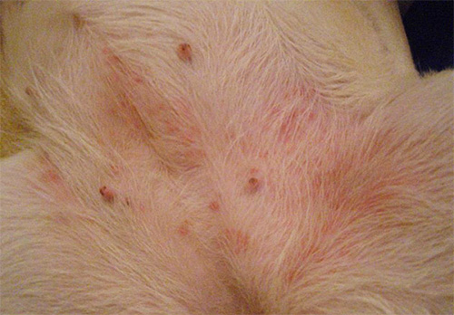 Such irritation on the skin may indicate the presence of a large number of parasites in the pet's coat.