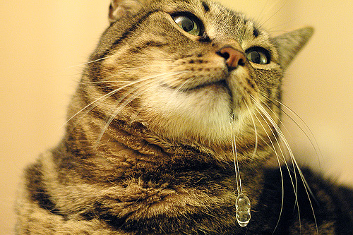 Permethrin-based lice preparations can cause severe drooling in a cat or cat.