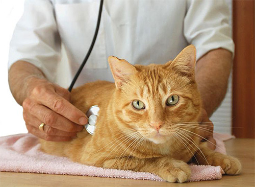 In case of severe reactions to insecticidal agents in a pet, it is necessary to show it to the veterinarian.
