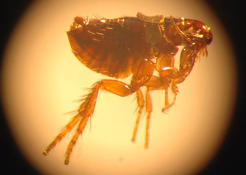 Unknowing owners of pet cat lice sometimes take ordinary fleas