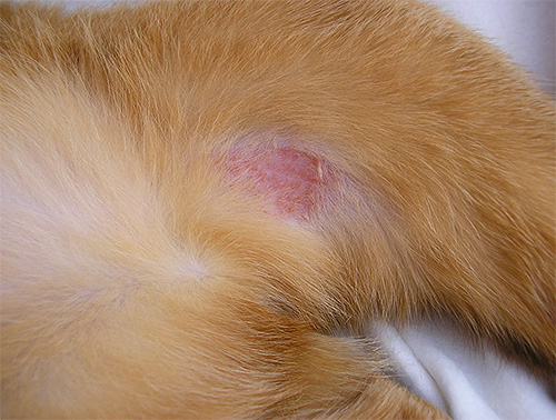 If you do not take action against head lice, they can cause a lot of trouble to the cat.