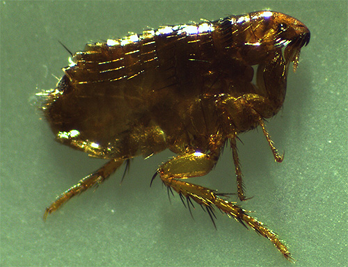 The photo shows a cat flea.