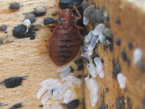 Smoke bombs, commonly used to control insects, have little effect on bedbug eggs.