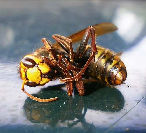 If you are killing a hornet in a dream, it may mean that you want to get rid of some unsolved problem as soon as possible.