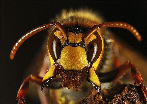 One big hornet in a dream may indicate an impending serious problem.
