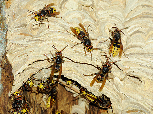 According to dream books, a whole swarm of hornets in a dream symbolizes several problems in your life.