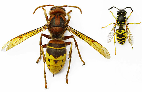 Although the hornet is much larger than the usual wasp, but not much more dangerous than its