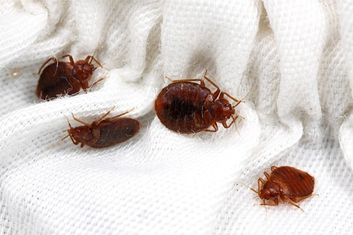 If the apartment is infected with bedbugs, then at night they can usually be found on bedding, if you suddenly turn on the light.