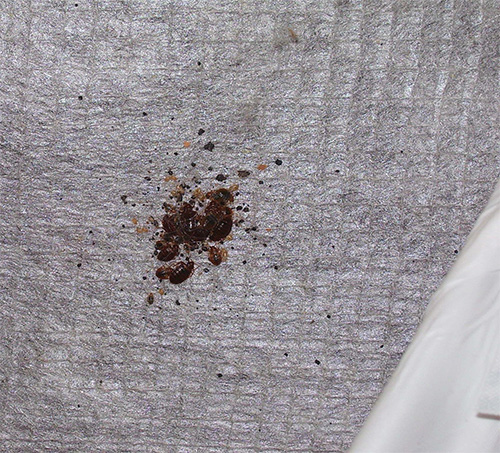 It looks like a small nest of bedbugs in beds, which generally like to populate primarily furniture.