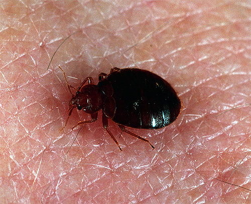 Blood-sucking parasites feed on human blood, so they are often not very sensitive to the cleanliness of the room and its sanitary condition.