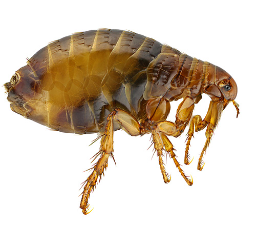 If small jumping insects are found in the apartment - these are almost certainly fleas.