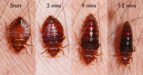 The size of the bed bug depends significantly on how much blood he drank.