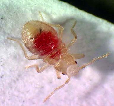 Photo of bed bug larvae