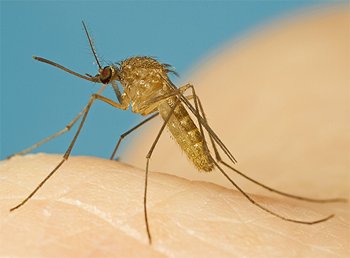 Mygga är ett exempel på en typisk blodsugande insekt.