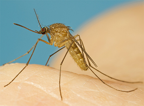 Mosquito is an example of a typical bloodsucking insect.