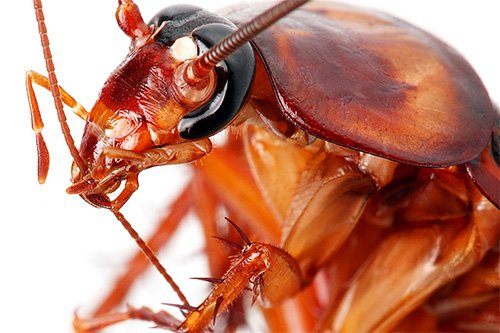 Although cockroaches do not belong to blood-sucking insects, they can sometimes bite off parts of the epithelium in sleeping people.