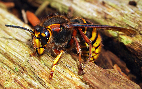 Hornet livmodern kan tillbringa vintern under barken på ett träd, i sprickor och andra avskilda platser där hungriga fåglar inte kan nå det.