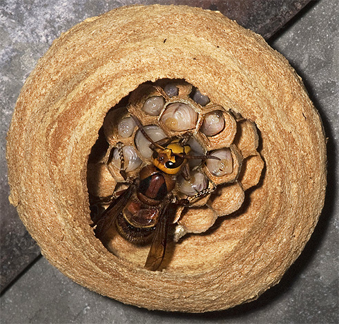 Hornet livmodern i mitten av det nya boet