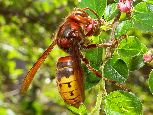 Utanför boet kan hornets livmoder misstas helt enkelt för en stor representant för dessa insekter.