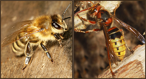 Hornet (höger) och biet (vänster) är något liknande i färg.